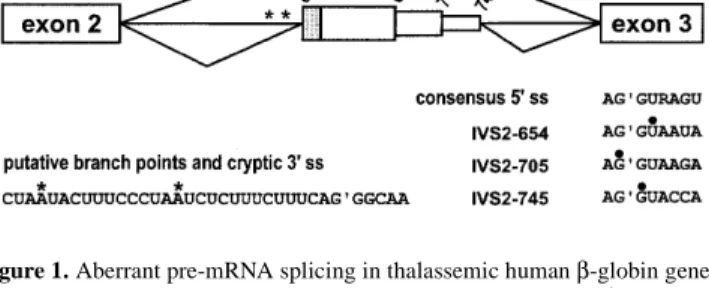 Figure 1. Aberrant pre-mRNA splicing in thalassemic human β-globin genes.