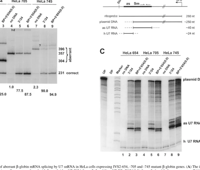 Figure 2. Correction of aberrant β-globin mRNA splicing by U7 snRNA in HeLa cells expressing IVS2-654, -705 and -745 mutant β-globin genes