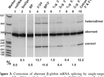 Figure 3. Correction of aberrant β-globin mRNA splicing by single-target antisense U7 snRNAs in HeLa cells expressing the IVS2-654 mutant β-globin gene