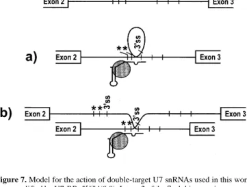 Figure 7. Model for the action of double-target U7 snRNAs used in this work as exemplified by U7-BP+5′654(0.0)