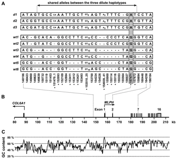 Figure 2. Sequence at the 3 # -end of exon 1 of the MLPH gene. The wild-type and mutated alleles, respectively, are shown