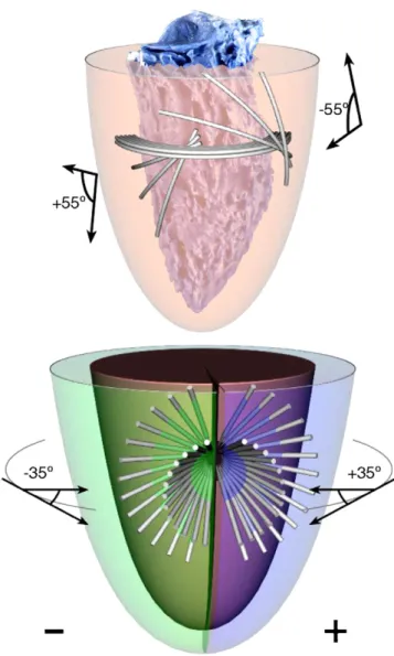 Fig. 4. Anisotropy of the left ventricular wall as reconstructed from digitised myocardial aggregates, and extrapolated as a unit vector field.