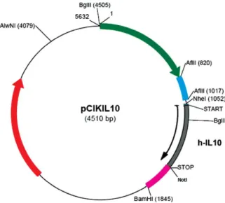 Fig. 1. The plasmid expression vector pCiK IL-10 constructed by inserting 541 bp hIL-10 cDNA.