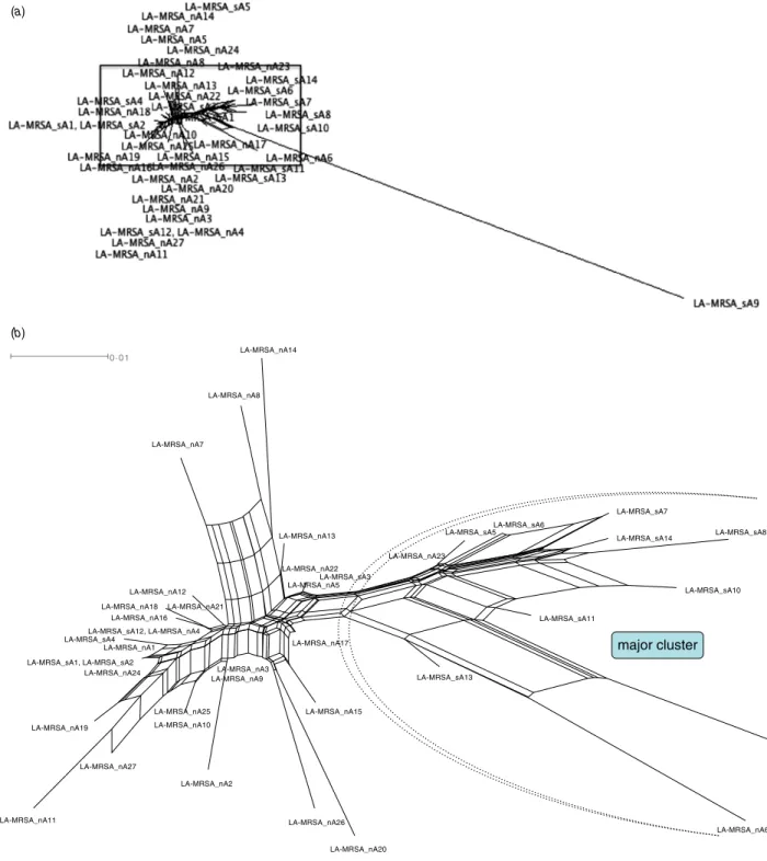 Fig. 1. [colour online]. SplitsTree visualizing the similarity among gene proﬁles obtained by DNA microarray analysis of 41 human isolates of MRSA ST398 in Austria (2004–2008)