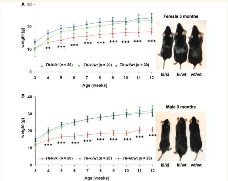 Figure 1 Sex-specific differences in body weight between wild-type and Th knock-in mice