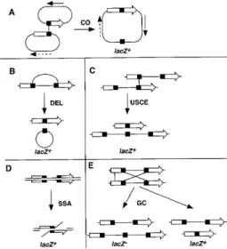 Figure 2. Different recombination events may lead to reconstitution of a functional lacZ gene