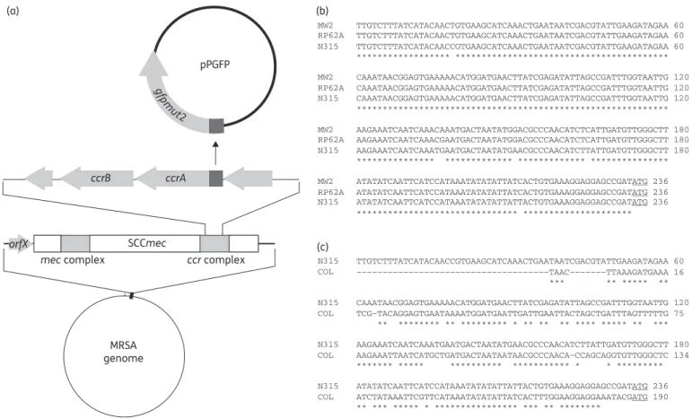 Table 3. ccrAB allotype and SCCmec type of the strains used in the study