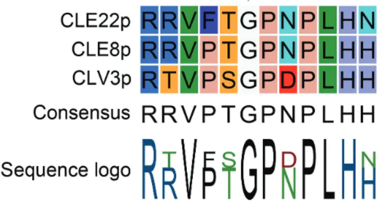 Fig. 1.  Alignment of CLE peptides used in Song et al. (2013). Conserved  glycine (G) at position six is indicated with a blue arrowhead