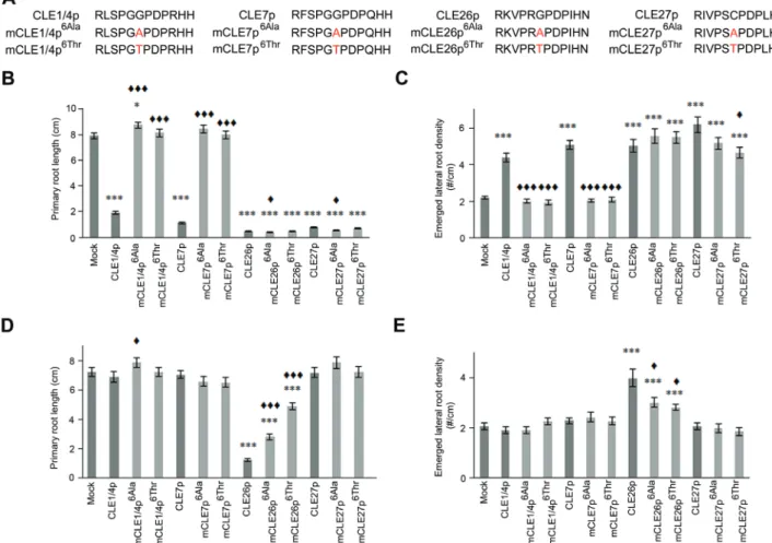 Fig. 4.  CLE1/4, CLE7, CLE26, and CLE27 peptide treatment. (A) Sequence of synthetic CLE and mCLE peptides used