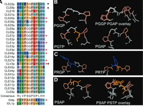 Fig. 6.  Peptide structure. (A) Manually adjusted alignment of the 12 amino acids of CLE peptides, with IDA and IDL1 for comparison