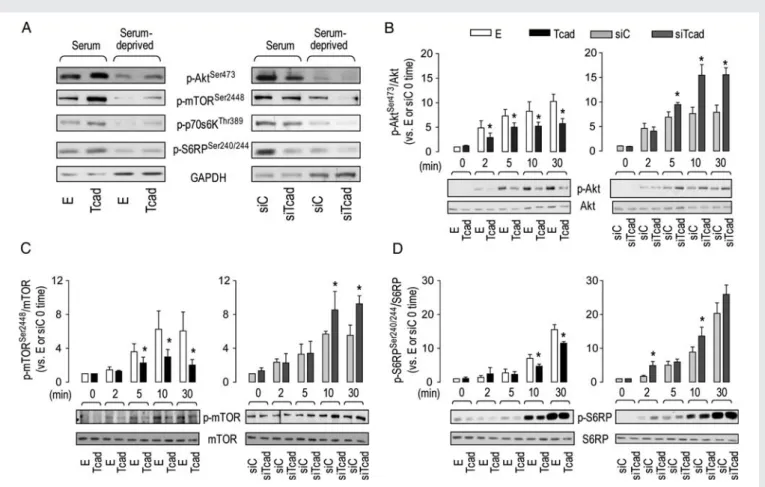 Figure 1 T-cad modulates activation of Akt/mTOR pathway by insulin. (A) Immunoblots showing phosphorylation status of Akt/mTOR signalling cascade components in HMEC-1 under normal culture conditions or following serum deprivation (whole-cell lysates loaded