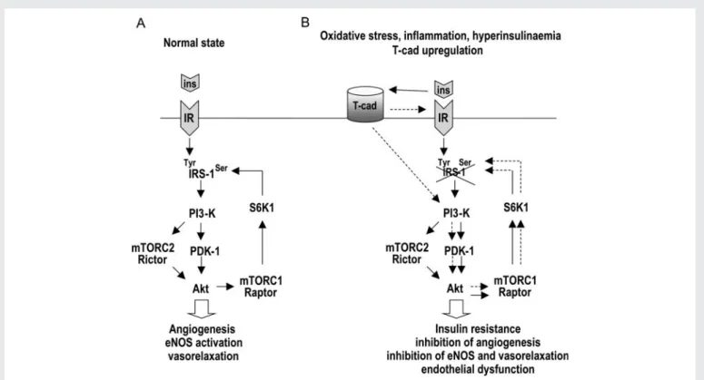 Figure 6 Proposed model for a cross-talk between T-cad and insulin signalling in EC and its pathophysiological consequences