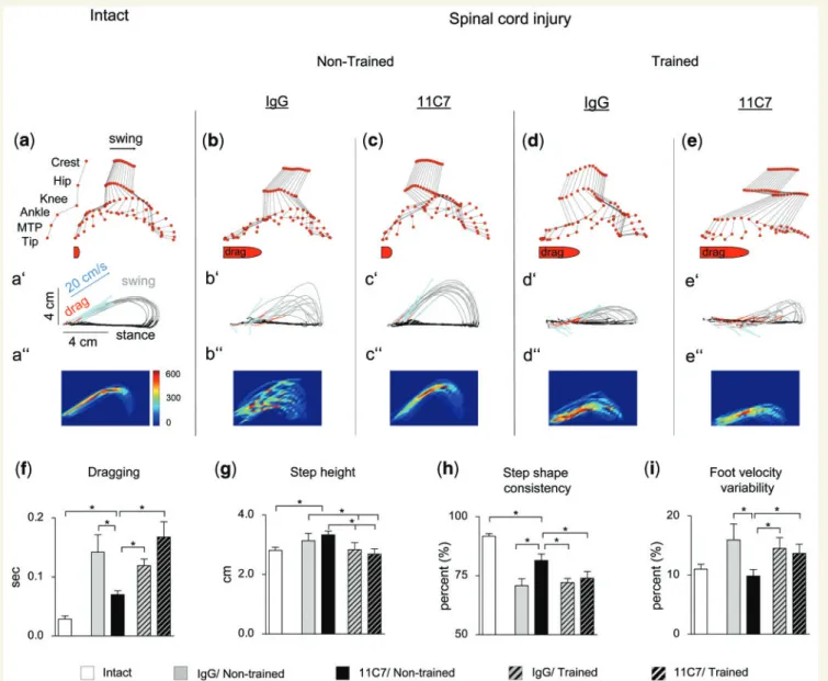 Figure 1 Kinematic analysis of hindlimb movements assessed during bipedal stepping. Representative stick diagrams of hindlimb movements during the swing phase of gait are shown for (a) intact (non-injured) as well as (b–e) injured animals nine weeks after 