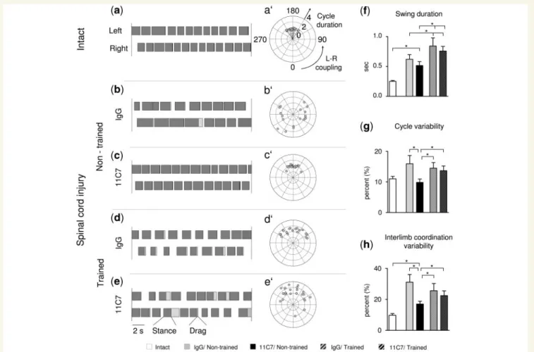 Figure 2 Coordination of hindlimb movements assessed during bipedal stepping. Footfall patterns are reconstructed at 7 cm/s and shown for (a) intact (non-injured) as well as (b–e), injured animals for each condition (IgG or 11C7/non-trained; IgG or 11C7/tr