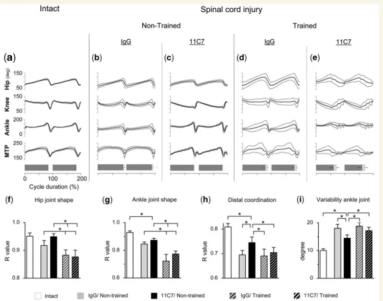Figure 3 Mean (SD) waveforms of hip, knee, ankle and distal metatarsal phalange joint angle during bipedal treadmill locomotion in (a) non-injured as well as (b–e) injured animals 9 weeks after injury for each treatment group (IgG or 11C7/non-trained, IgG 