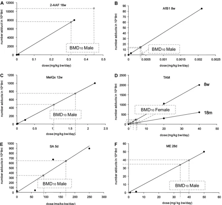 Fig. 2. Illustration of the dose–response curves for DNA adduct formation with the range of accepted BMD 10 values (dashed lines) derived from in vivo data on liver tumour incidence, representing the data for male rats treated with: (A) 2-AAF, (B) AfB1, (C