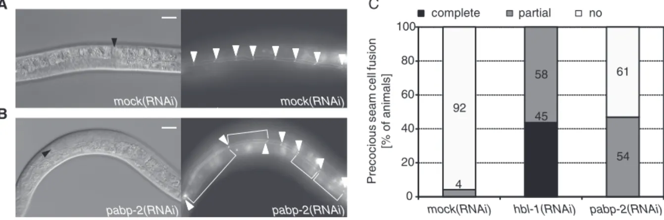 Figure 3. Depletion of PABP-2 causes precocious seam cell fusion. Synchronized him-5; [ajm-1::gfp/MH27::GFP; rol-6] L1-stage larvae were exposed to RNAi as indicated and examined for precocious seam cell fusion upon reaching L4 stage