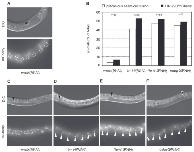 Figure 4. LIN-29/mCherry accumulates precociously in pabp-2(RNAi) animals. Strain HW761 expressing lin-29b/mCherry was exposed to RNAi by feeding as synchronized L1-stage larvae