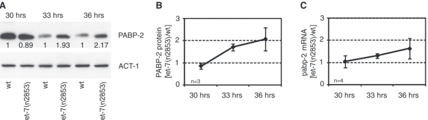 Figure 6. pabp-2 is over-expressed in let-7(n2853) starting late L4. (A–C) Expression of PABP-2 protein and pabp-2 mRNA in wild-type and let-7(n2853) animals at 30, 33 and 36 h of postembryonic development (corresponding to mid-L4 to late L4/young adult st