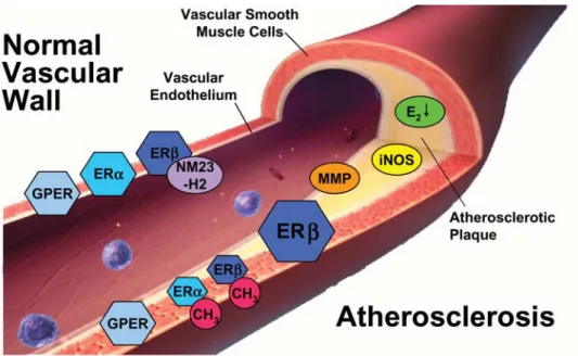 Figure 2 Molecular targets of oestrogens in the normal (left) and atherosclerotic vascular wall (right)