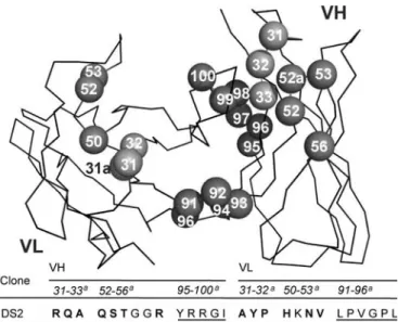 Fig. 1. ScFv antibody fragment structure, and relevant amino acid positions of the DS2 antibody
