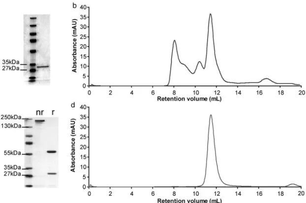 Fig. 2. Protein purification. SDS – PAGE analysis of the purified (a) scFv(DS2) and (c) IgG(DS2) under non-reducing (nr) and reducing (r) conditions.