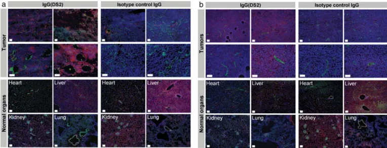 Fig. 8. In vivo localization experiments: ex vivo immunofluorescence. Mice bearing subcutaneous F9 murine teratocarcinomas (a) or DoHH-2 human follicular lymphomas (b) were injected with 200 mg of IgG(DS2) or isotype-matched control IgG