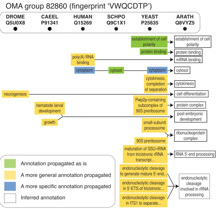 Figure 2. Gene Ontology propagation in the OMA pipeline. New Gene Ontology (GO) annotations for the sparsely annotated Arabidopsis thaliana protein Q8VYZ5 are inferred by propagating annotations from other members of the OMA group, taking into account impl