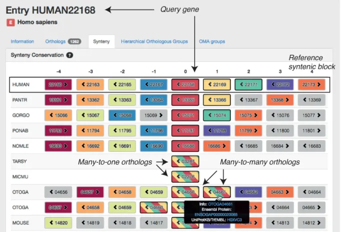 Figure 5. Screenshot of the new OMA synteny viewer with the ADH1A gene in human (Gene ID 22168) as query
