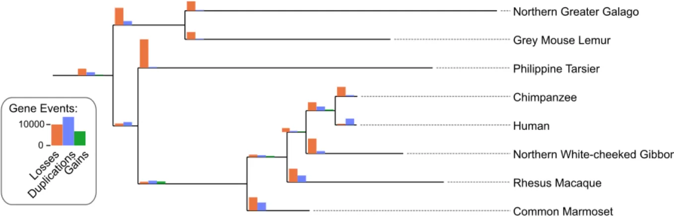 Figure 6. Gene losses, duplications and gains from hierarchical orthologous groups. Gene duplications, losses and gains on the primate lineage inferred from OMA hierarchical orthologous groups.