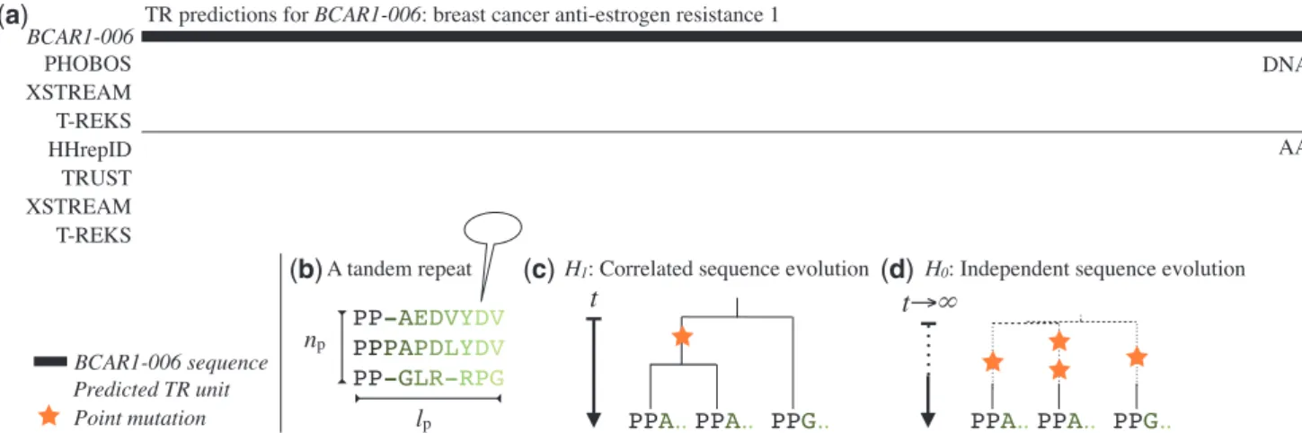 Figure 1. An example of conﬂicting TR predictions. (a) TR detections of seven TRDs on the protein sequence and the coding sequence of BCAR1 (breast cancer anti-estrogen resistance 1 isotope 6; ENSP00000440370; ENST00000535626)