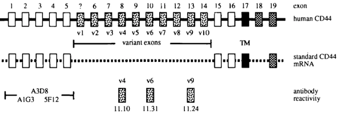 Fig. 1. CD44 genomic structure and reactivity of antibodies to CD44. A schematic representation of the genomic structure of the human C O M gene, as described by Screaton et al
