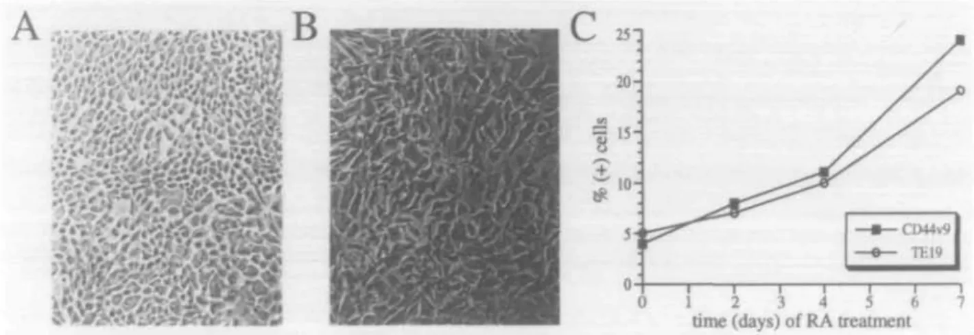 Fig. 7. RA induces differentiation of TE cells and up-regulation of variant isoforms of CD44