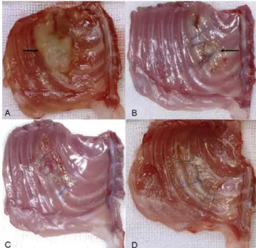 Fig. 1. Successful treatment of mesothelioma tumour with cisplatin-fibrin and cisplatin-fibrin + CpG