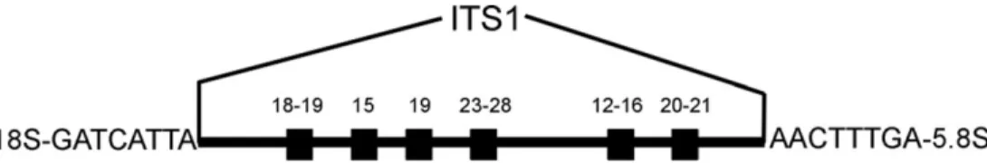 Figure 2. Neighbour-joining tree of 54 cloned ITS1 sequences of four land snail species