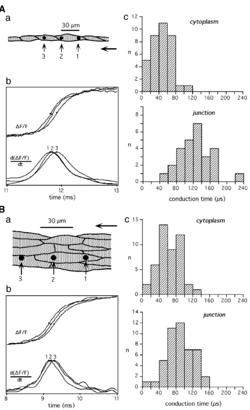 Fig. 3. Differences in intra- and intercellular activation delays between single cell chains and strands several cells wide
