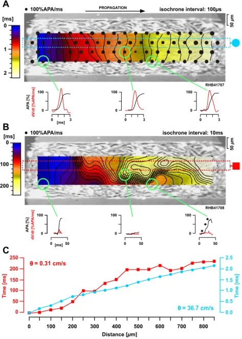 Fig. 4. Characteristics of conduction during severe gap junctional uncoupling in multiple cell wide strands