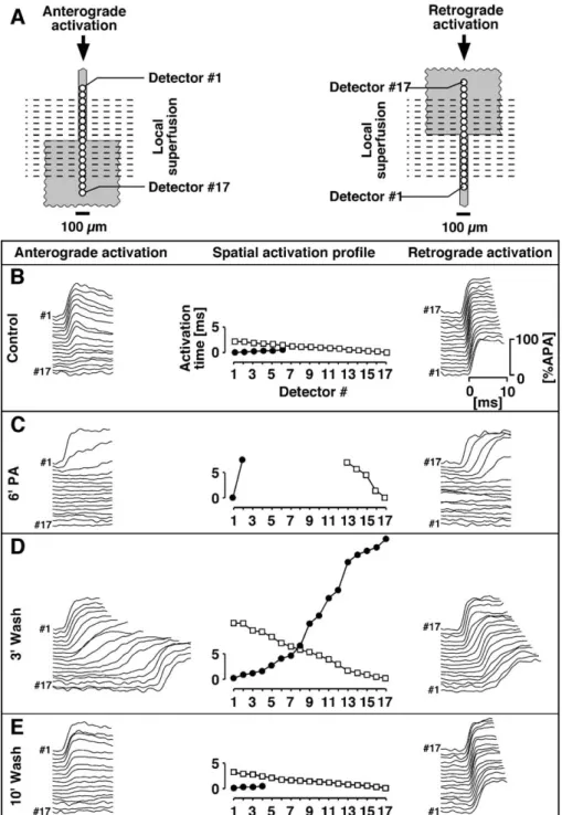 Fig. 8. Induction of successful bi-directional conduction across a tissue expansion by partial gap junctional uncoupling