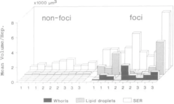 Fig. 4. Changes in the mean volume of sER, lipid droplets and whoris per hepatocyte (Hep.) from nine GGT-positive focal lesions compared to nine blocks of non-focal tissue from the same rat livers