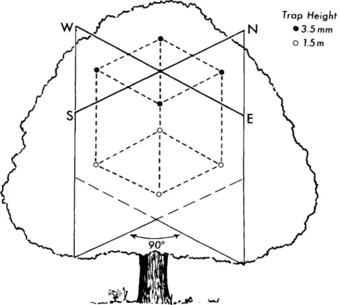 FIG. 1. Placement of aerial plate traps within the tree canopy.