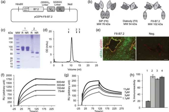 Fig. 1. Cloning, expression and characterization of F8-B7.2. (a) Schematic representation of the cloning strategy of F8-B7.2