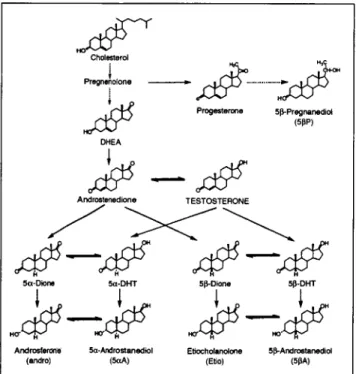Figure  1. Metabolic  pathways of testosterone. 