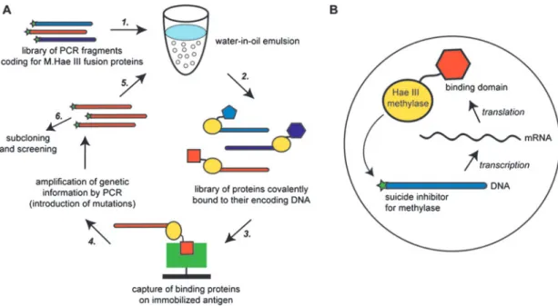 Fig. 1. (A) Concept of the selection method. A library of linear DNA molecules is co-packaged with an in vitro transcription/translation mix into a water-in-oil emulsion (1)