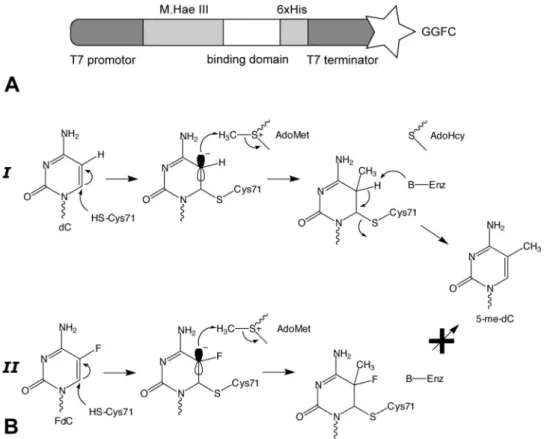Fig. 2. (A) Schematic representation of DNA template used for the in vitro expression of M.Hae III fusion proteins
