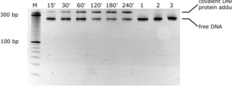 Fig. 4. Covalent coupling of M.Hae III with a 268 bp DNA fragment containing the modified methylation site 5 0 -GGFC-3 0 