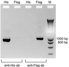 Fig. 5. In vitro expression of M.Hae III fusion proteins. Linear DNA templates coding for different M.Hae III fusion proteins were incubated in an in vitro transcription/translation mix