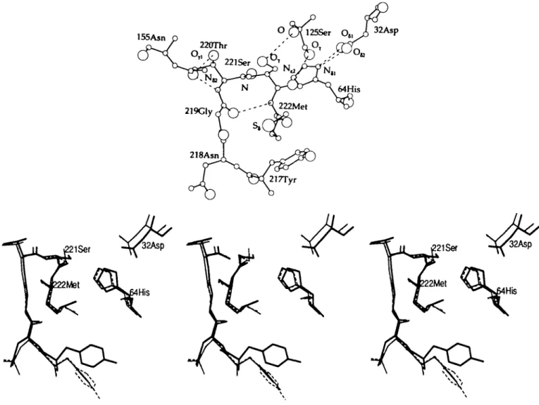 Table IV. Quality of the predicted structure of Met222 mutants after conversion into Ala, Phe or Gin