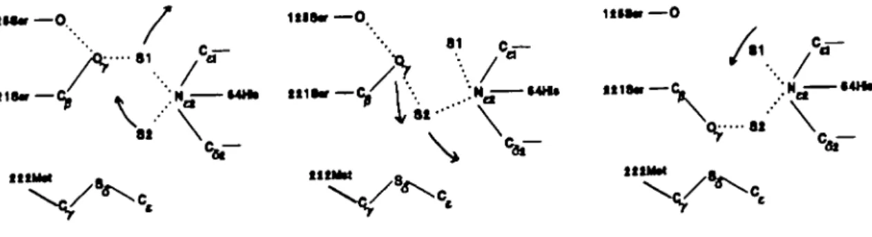 Fig. 5.(a). The predominant side chain conformation of the active site serine Ser221 is gauche&#34; 1 &#34; 