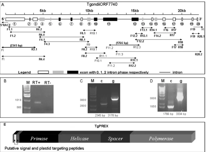 Fig. 1. The exon–intron structure (Guo et al. 2007) and a diagrammatic representation of the domain structure of the Toxoplasma gondii ORF 7740 present on chromosome VIIb of Toxoplasma gondii as elucidated by PCR