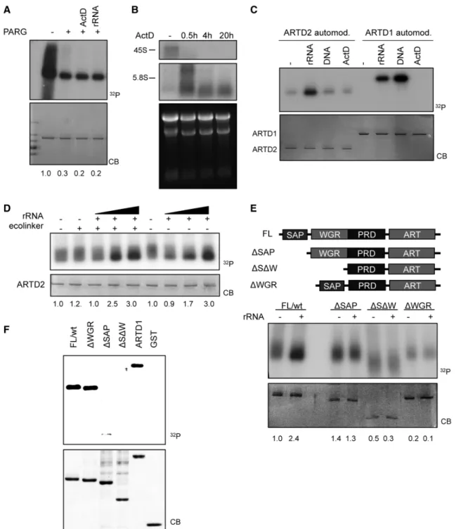 Figure 4. ARTD2 activity is stimulated by rRNA in vitro and binds to RNA via the SAP domain (A) In vitro radioactive PARG assay carried out with in vitro modiﬁed ARTD1